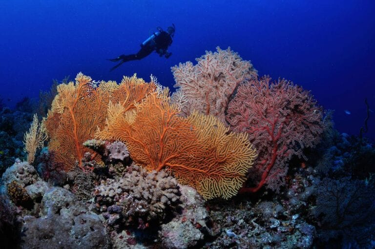 Five Unexpected SCUBA Trip Spots We’re DIVING to Visit!