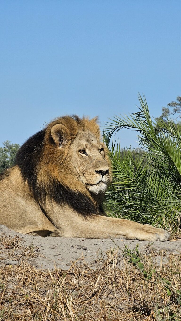 Luxury African Safari: Exploring Botswana, Zambia & Zimbabwe with Abercrombie & Kent