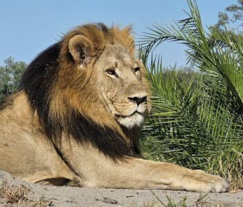 Luxury African Safari: Exploring Botswana, Zambia & Zimbabwe with Abercrombie & Kent