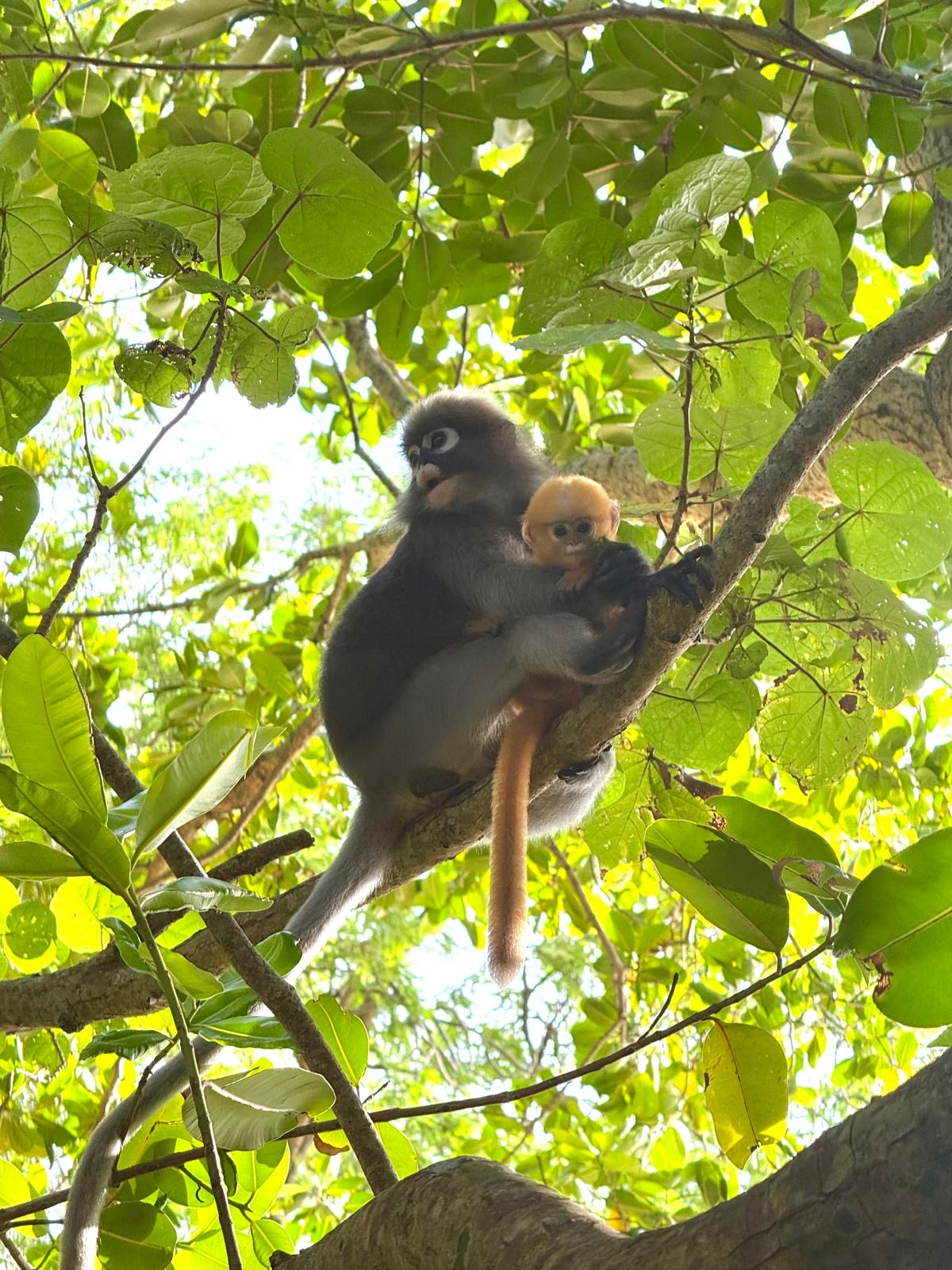 Monkeys in Krabi, Thailand.